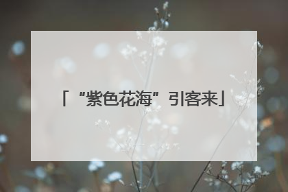 “紫色花海”引客来