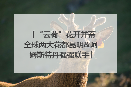 “云荷”花开并蒂 全球两大花都昆明&阿姆斯特丹强强联手