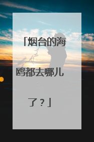 烟台的海鸥都去哪儿了？