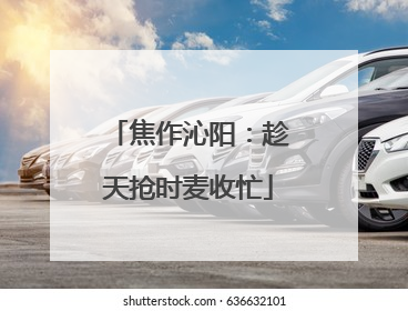 焦作沁阳：趁天抢时麦收忙