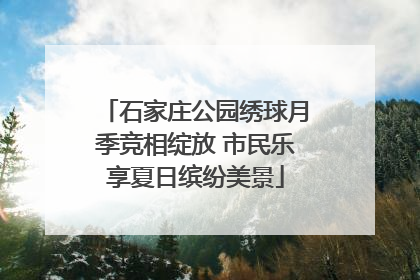 石家庄公园绣球月季竞相绽放 市民乐享夏日缤纷美景