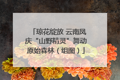 琼花绽放 云南凤庆“山野精灵”舞动原始森林（组图）
