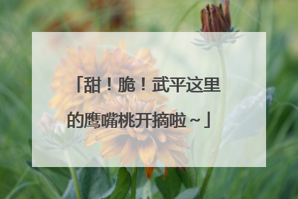 甜！脆！武平这里的鹰嘴桃开摘啦～