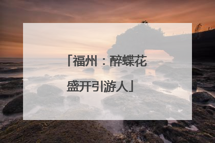 福州：醉蝶花盛开引游人