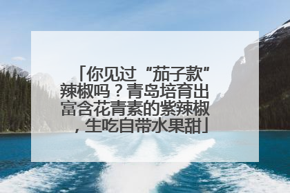 你见过“茄子款”辣椒吗？青岛培育出富含花青素的紫辣椒，生吃自带水果甜