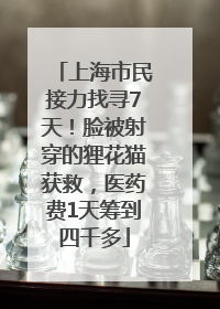 上海市民接力找寻7天！脸被射穿的狸花猫获救，医药费1天筹到四千多