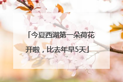 今夏西湖第一朵荷花开啦，比去年早5天