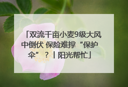 双流千亩小麦9级大风中倒伏 保险难撑“保护伞”？丨阳光帮忙