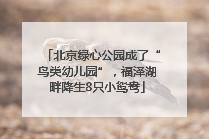 北京绿心公园成了“鸟类幼儿园”，福泽湖畔降生8只小鸳鸯