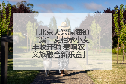 北京大兴瀛海镇“瀛”麦相承小麦丰收开镰 奏响农文旅融合新乐章