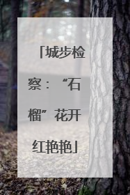 城步检察：“石榴”花开红艳艳