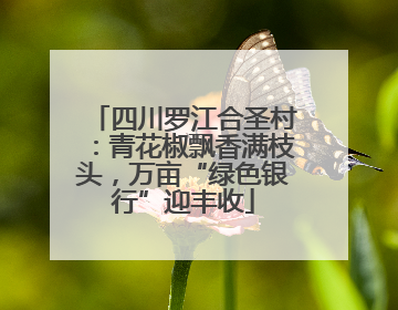 四川罗江合圣村：青花椒飘香满枝头，万亩“绿色银行”迎丰收