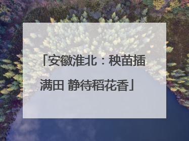 安徽淮北：秧苗插满田 静待稻花香