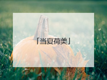当夏荷美