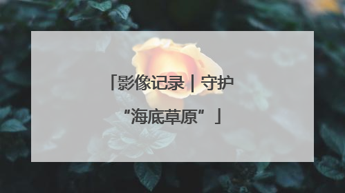 影像记录｜守护“海底草原”