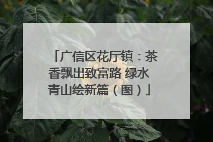 广信区花厅镇：茶香飘出致富路 绿水青山绘新篇（图）