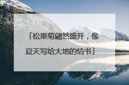 松果菊翩然盛开，像夏天写给大地的情书