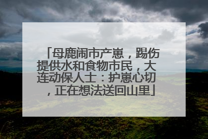 母鹿闹市产崽，踢伤提供水和食物市民，大连动保人士：护崽心切，正在想法送回山里