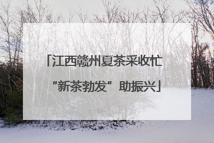 江西赣州夏茶采收忙 “新茶勃发”助振兴