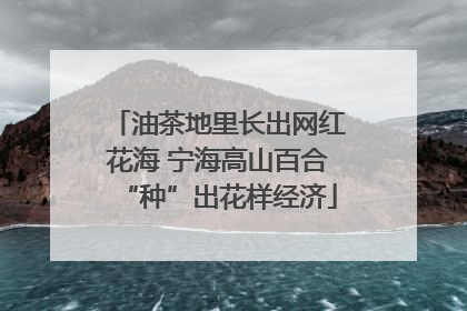 油茶地里长出网红花海 宁海高山百合“种”出花样经济