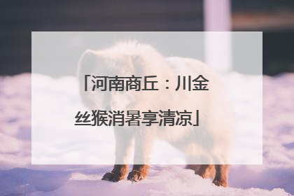 河南商丘：川金丝猴消暑享清凉