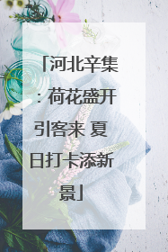 河北辛集：荷花盛开引客来 夏日打卡添新景