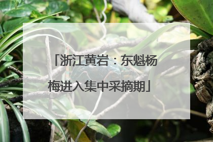 浙江黄岩：东魁杨梅进入集中采摘期