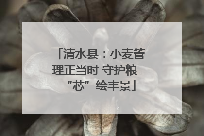 清水县：小麦管理正当时 守护粮“芯”绘丰景