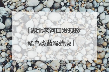 湖北老河口发现珍稀鸟类蓝喉蜂虎