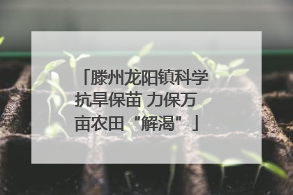 滕州龙阳镇科学抗旱保苗 力保万亩农田“解渴”