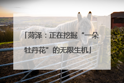 菏泽：正在挖掘“一朵牡丹花”的无限生机