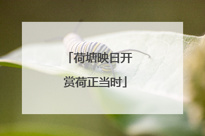 荷塘映日开 赏荷正当时