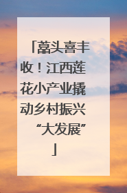 藠头喜丰收！江西莲花小产业撬动乡村振兴“大发展”