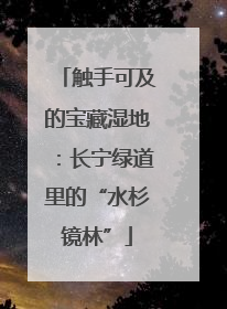 触手可及的宝藏湿地：长宁绿道里的“水杉镜林”
