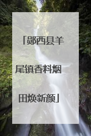 郧西县羊尾镇香料烟田焕新颜