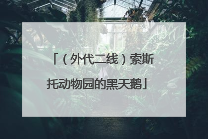 （外代二线）索斯托动物园的黑天鹅